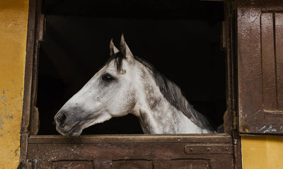 Leitfaden: CBD für Pferde