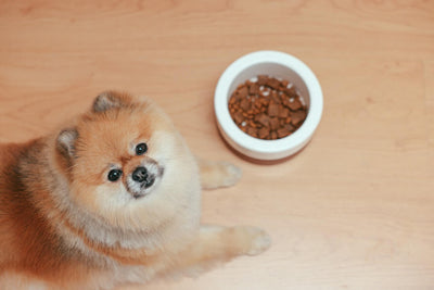 Appetitlosigkeit beim Hund – Was tun?