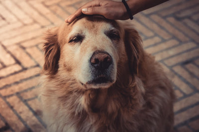 Wie du deinen epileptischen Hund unterstützen kannst