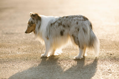 CBD für Hunde mit Arthrose: Natürliche Hilfe für den geliebten Vierbeiner