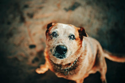 CBD Öl bei älteren Hunden - Entspannt bis ins hohe Alter