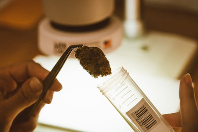 Alle Infos zu CBD als Wirkstoff in medizinischem Cannabis