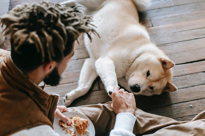 Eine gesunde Ernährung für den Hund: Was braucht dein vierbeiniger Freund?