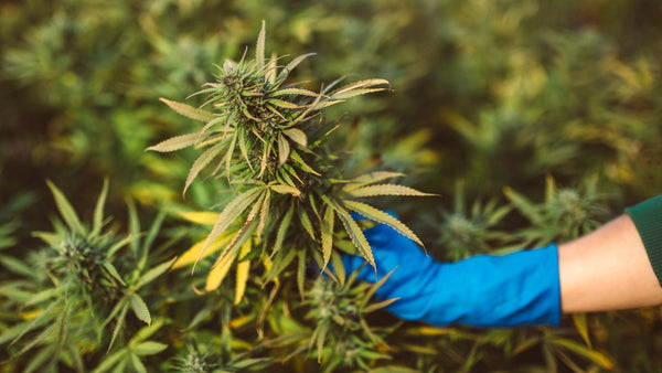 Gorilla Glue Strain: Alle Infos zu der beliebten Cannabis Sorte