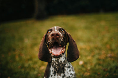 Allergien beim Hund - wie CBD Öl für Hunde helfen kann