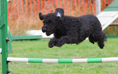 CBD Öl im Hundesport Agility